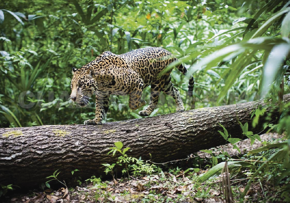 Animales Salvajes