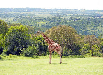 Kenia, del Amboseli al Masái Mara