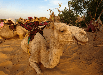 Senegal auténtico: historia, etnias y la magia verde de Casamance
