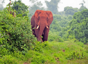 Kenia y Mombasa