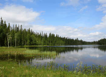 Fin de Año en Laponia Pyhä