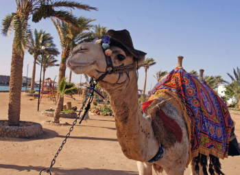 Viajes Egipto 2026: Crucero Nilo y Hurghada 11 días en Fin de Año - desde Barcelona