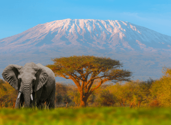 Viajes Tanzania y Zanzíbar 2026: Circuito Lo Mejor de Tanzania y Zanzíbar
