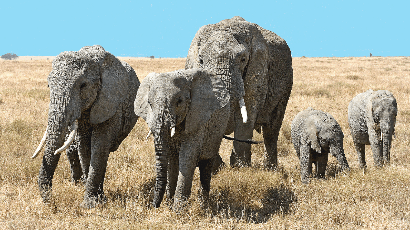 Kenia y Tanzania
