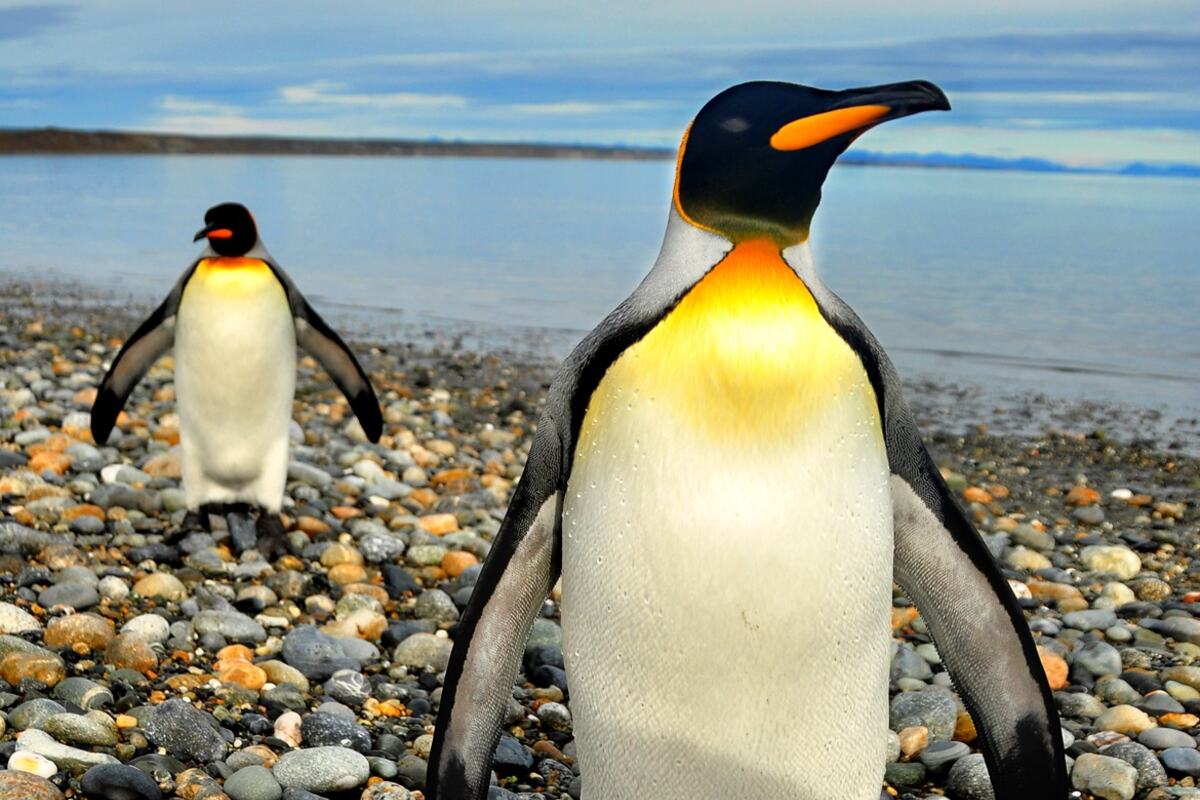 Punta Arenas