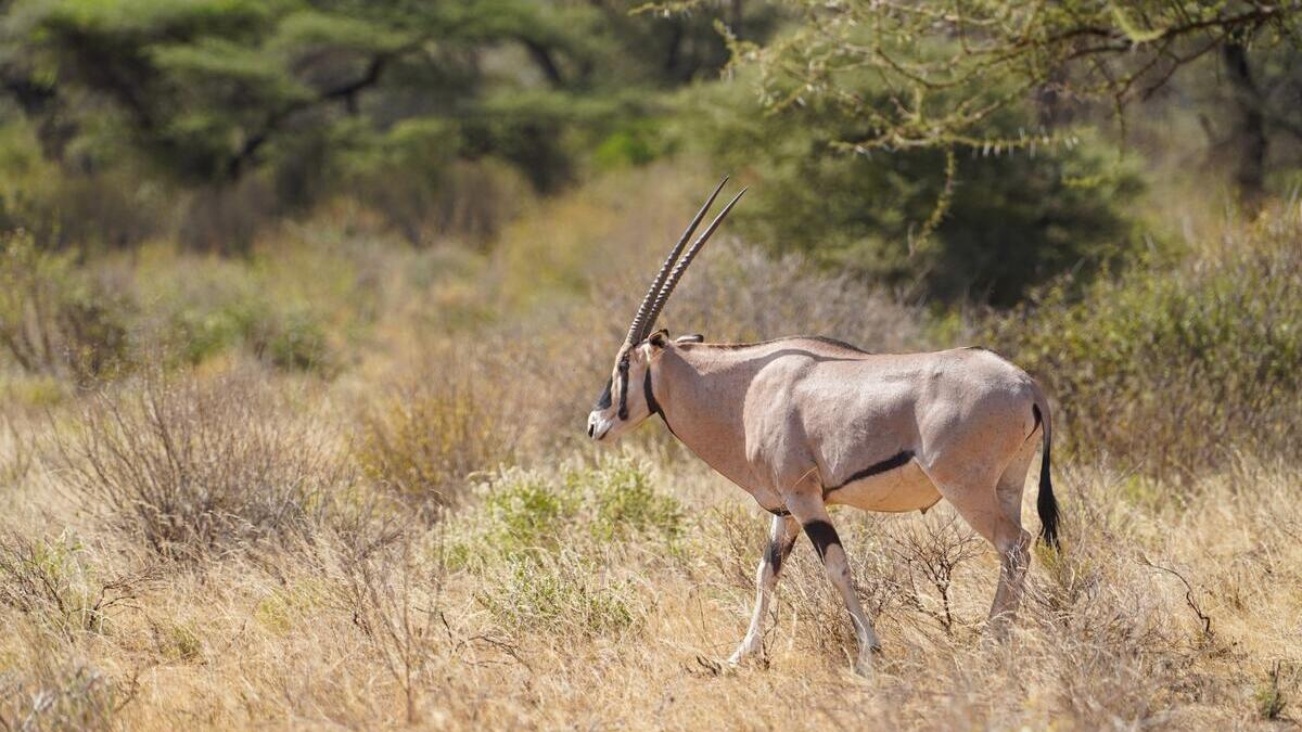 Safari en Kenia Completo