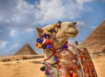 Cairo con Memphis y Sakkara en Fin de Año