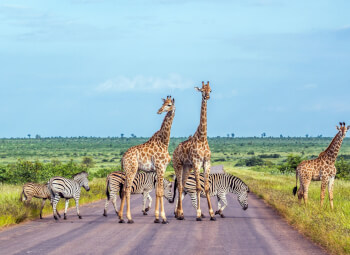 Viaje Perlas de Sudáfrica con Safari en Kruger