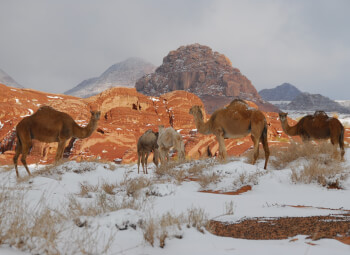 Tabuk