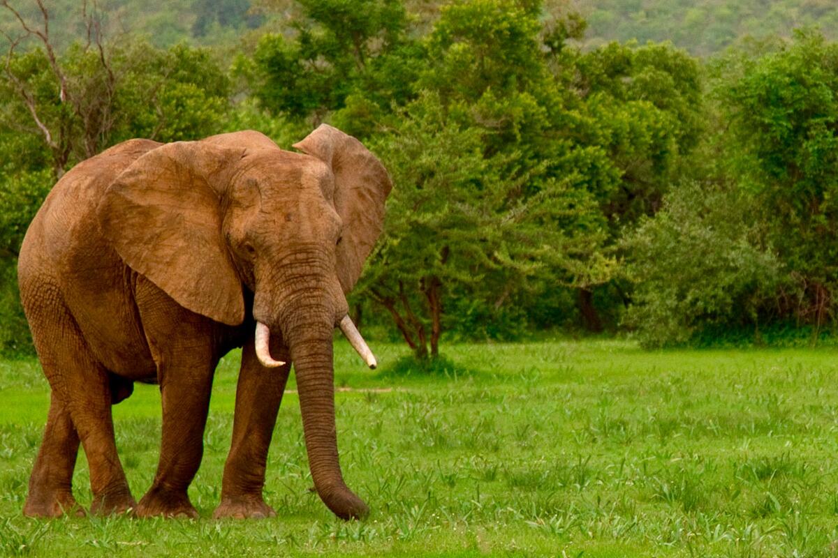 Arusha