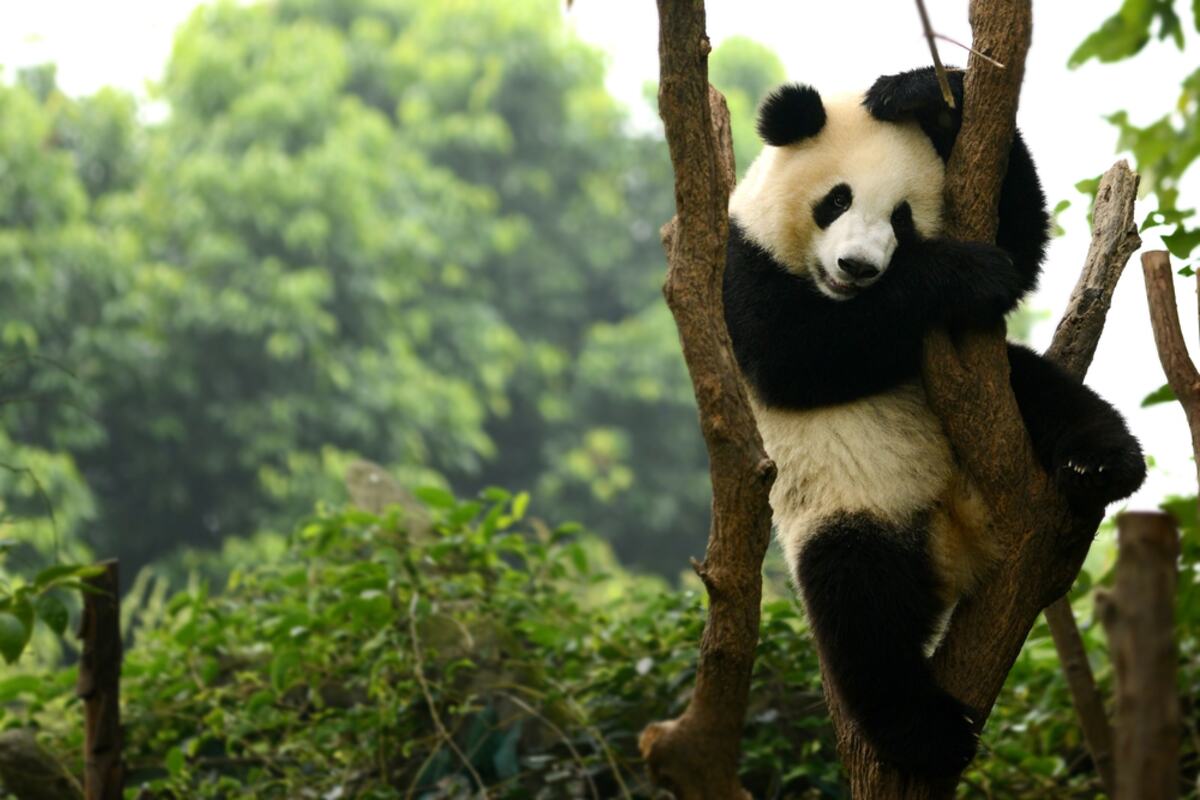 Chengdu