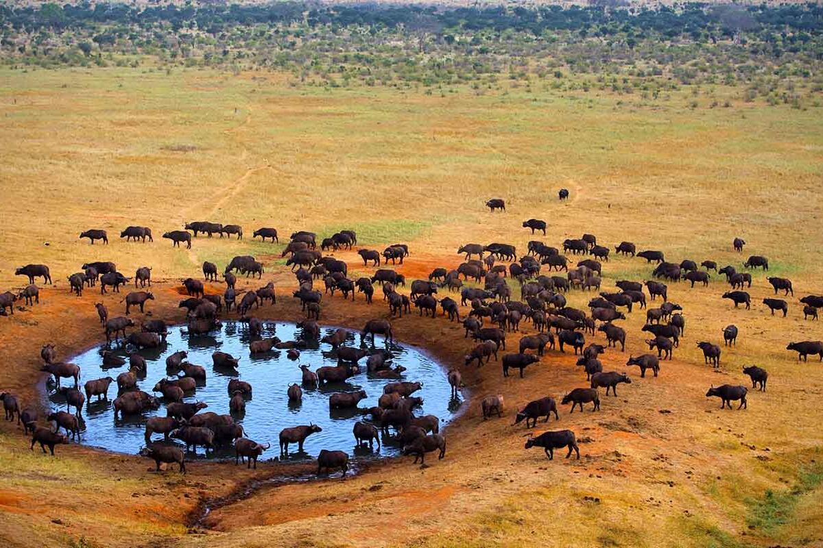 Masai Mara