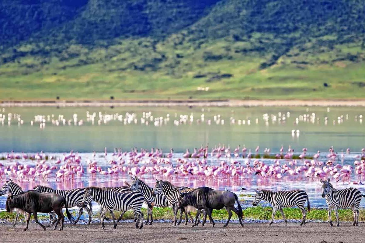 Ngorongoro