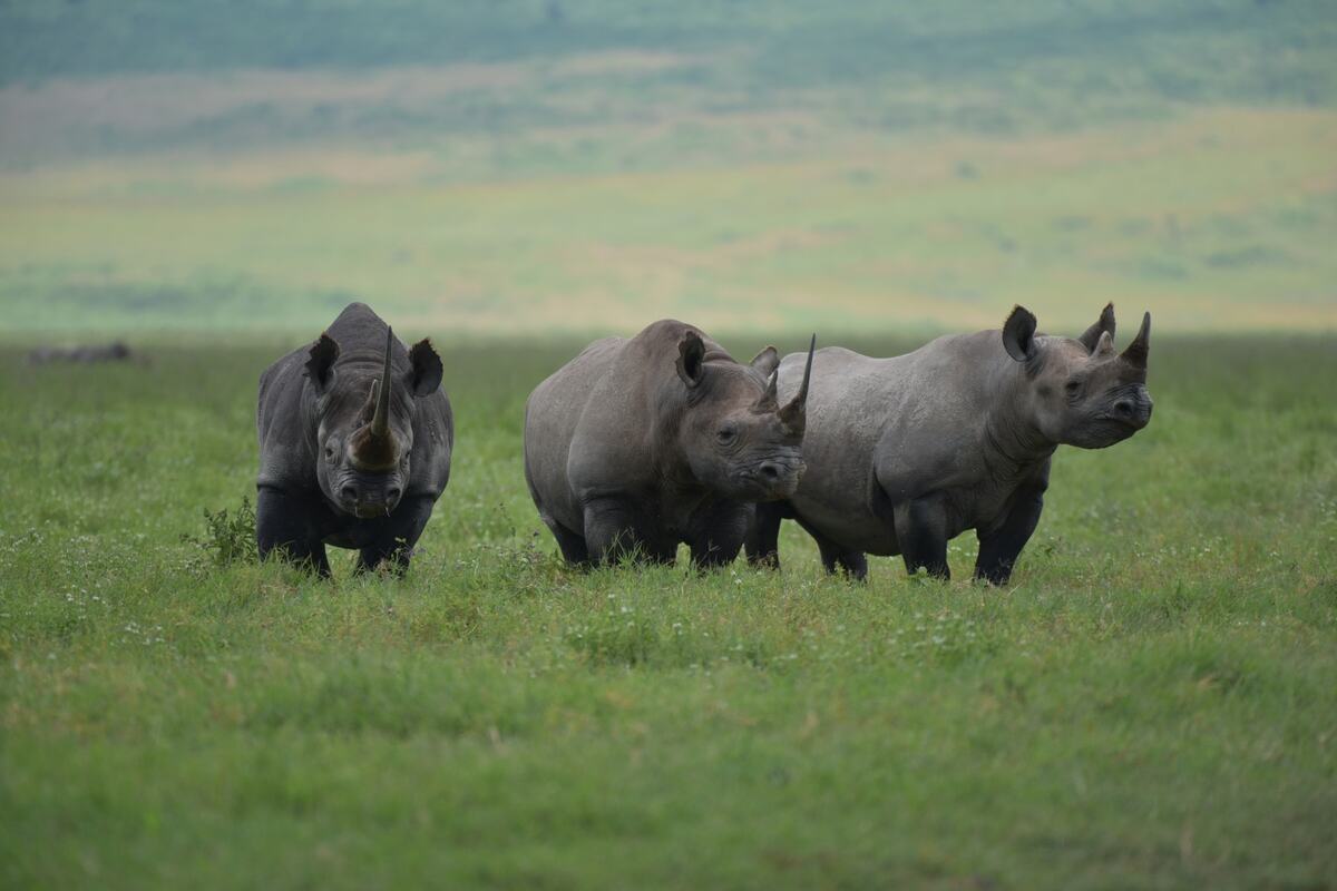 Ngorongoro