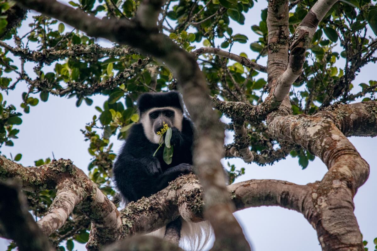 Parque Nacional Aberdare