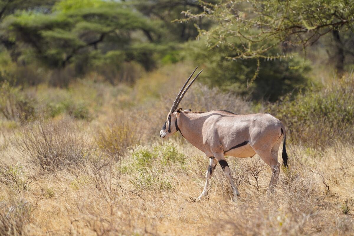 Samburu