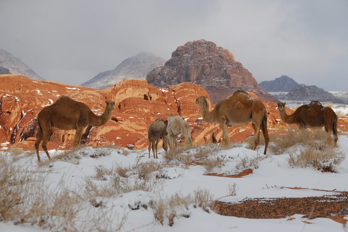 Tabuk