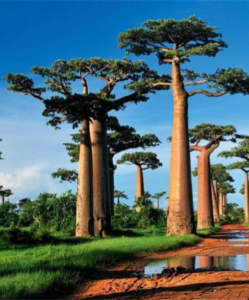 Viajes por Madagascar 2023, Ofertas organizados