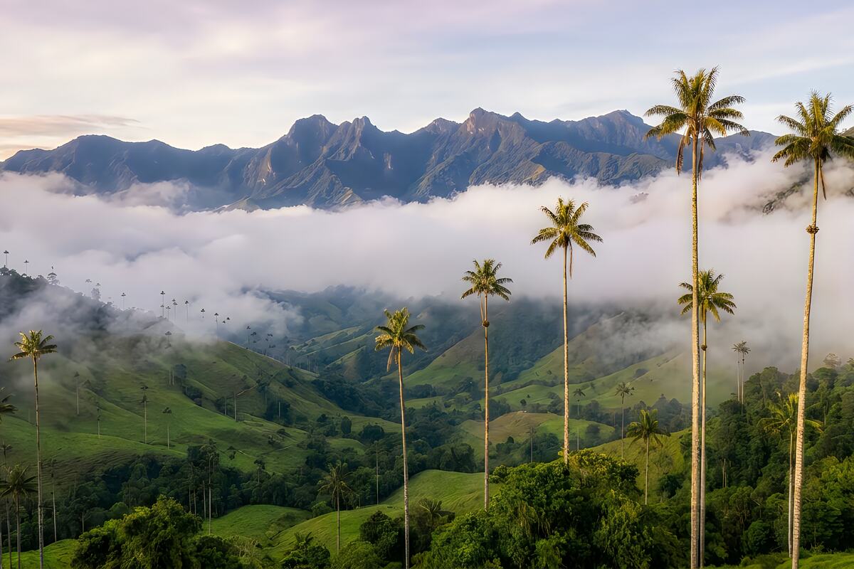 Corazón Colombiano III