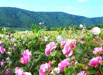 Valle de las rosas